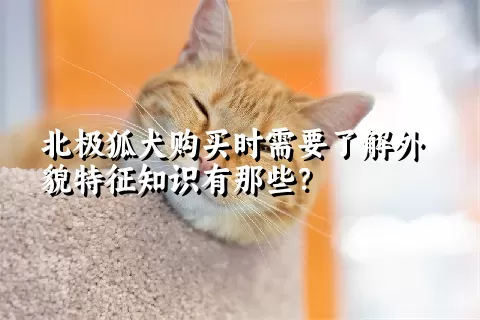 北极狐犬购买时需要了解外貌特征知识有那些？  