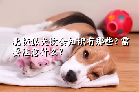 北极狐犬饮食知识有那些？需要注意什么？