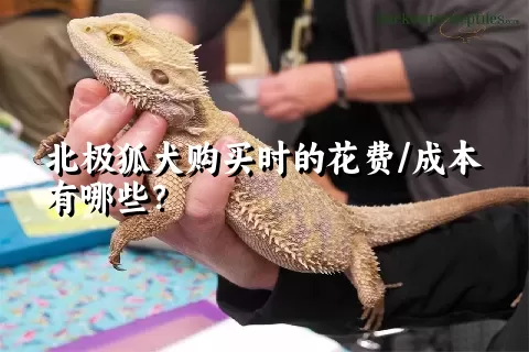 北极狐犬购买时的花费/成本有哪些？