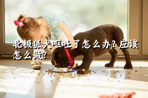 北极狐犬呕吐了怎么办？应该怎么做？