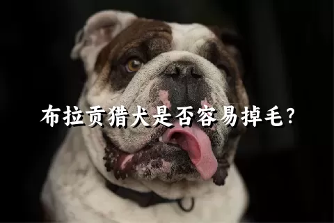 布拉贡猎犬是否容易掉毛？