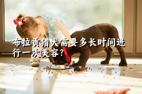 布拉贡猎犬需要多长时间进行一次美容？