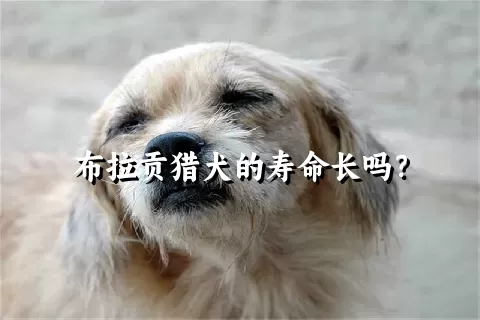 布拉贡猎犬的寿命长吗？