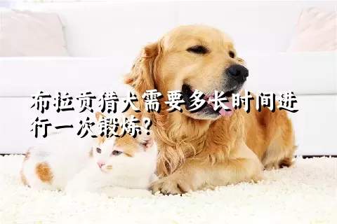 布拉贡猎犬需要多长时间进行一次锻炼？