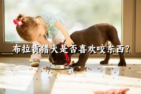 布拉贡猎犬是否喜欢咬东西？