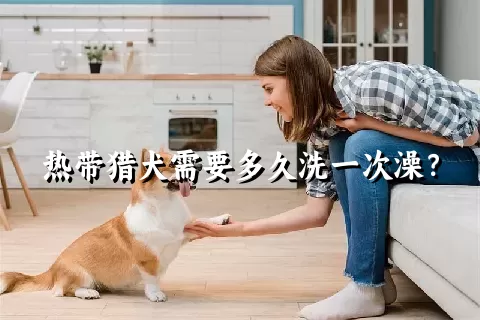 热带猎犬需要多久洗一次澡？