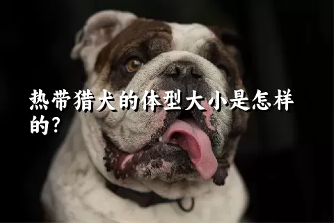 热带猎犬的体型大小是怎样的？