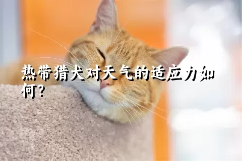 热带猎犬对天气的适应力如何？