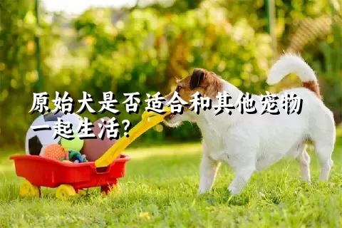 原始犬是否适合和其他宠物一起生活？