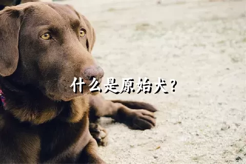 什么是原始犬？