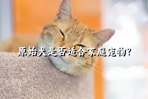 原始犬是否适合家庭宠物？