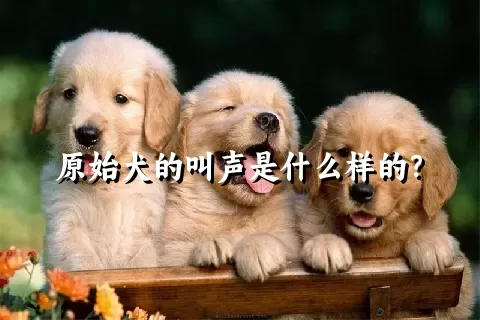 原始犬的叫声是什么样的？