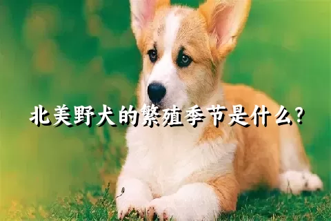 北美野犬的繁殖季节是什么？