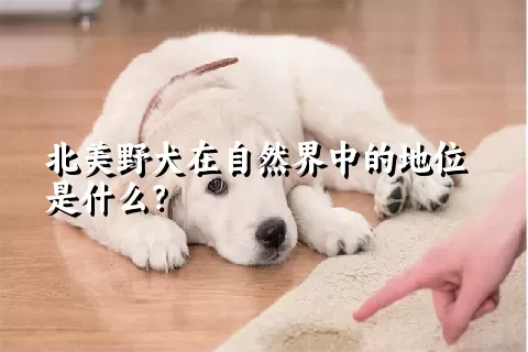 北美野犬在自然界中的地位是什么？