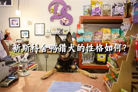 新斯科舍鸭猎犬的性格如何？