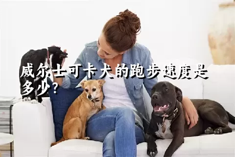 威尔士可卡犬的跑步速度是多少？