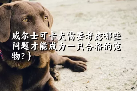 威尔士可卡犬需要考虑哪些问题才能成为一只合格的宠物？