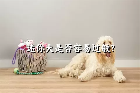 迷你犬是否容易过敏？