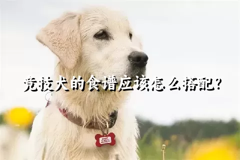 竞技犬的食谱应该怎么搭配？