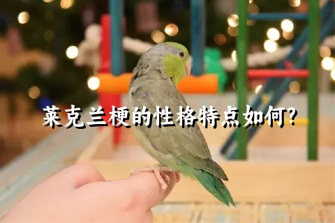 莱克兰梗的性格特点如何?