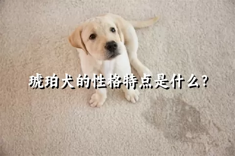 琥珀犬的性格特点是什么？