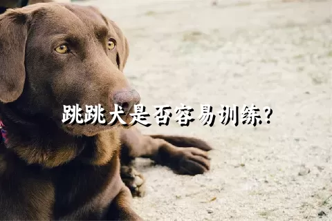 跳跳犬是否容易训练？