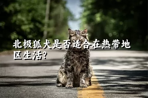 北极狐犬是否适合在热带地区生活？