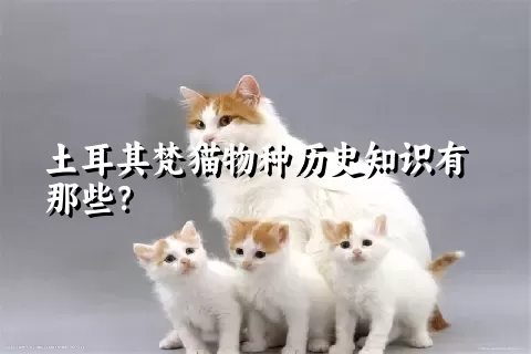 土耳其梵猫物种历史知识有那些？