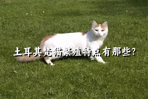 土耳其梵猫繁殖特点有那些？