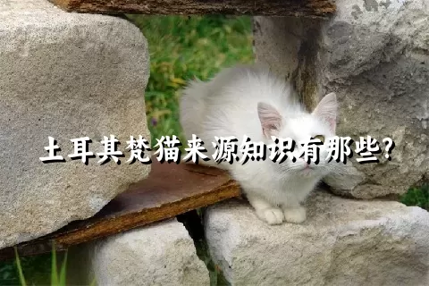 土耳其梵猫来源知识有那些?