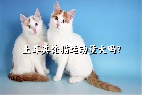 土耳其梵猫运动量大吗？