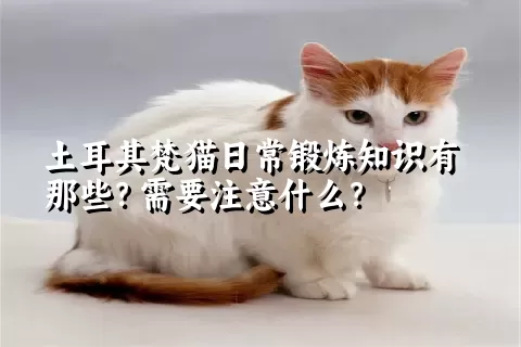 土耳其梵猫日常锻炼知识有那些？需要注意什么？