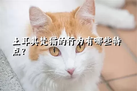 土耳其梵猫的行为有哪些特点？