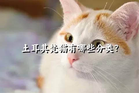 土耳其梵猫有哪些分类？