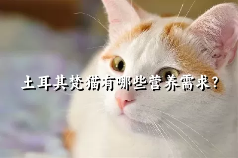 土耳其梵猫有哪些营养需求？