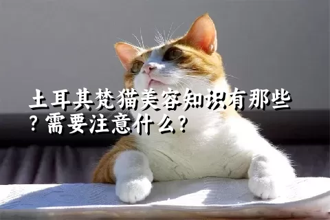 土耳其梵猫美容知识有那些？需要注意什么？