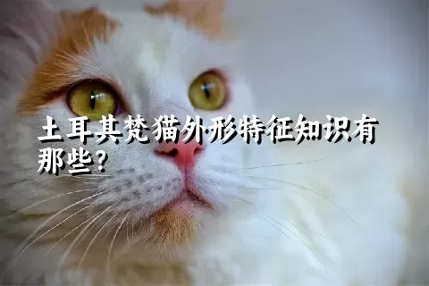 土耳其梵猫外形特征知识有那些？