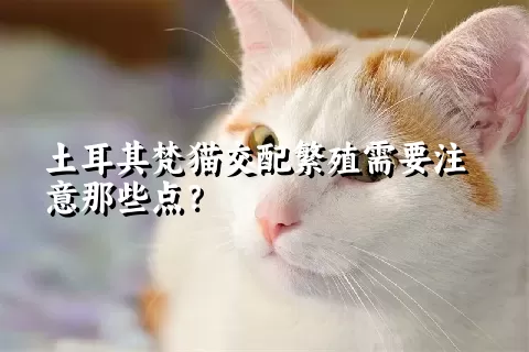 土耳其梵猫交配繁殖需要注意那些点？