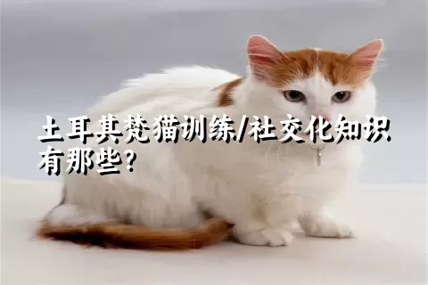 土耳其梵猫训练/社交化知识有那些？ 