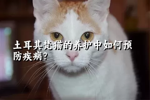 土耳其梵猫的养护中如何预防疾病？