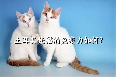 土耳其梵猫的免疫力如何？