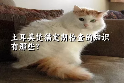 土耳其梵猫定期检查的知识有那些？