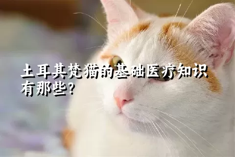 土耳其梵猫的基础医疗知识有那些？