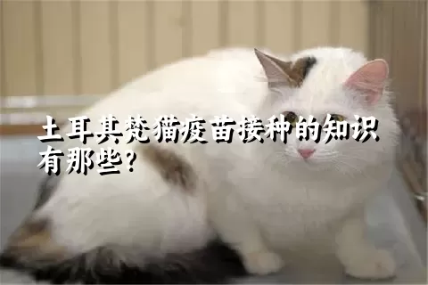 土耳其梵猫疫苗接种的知识有那些？