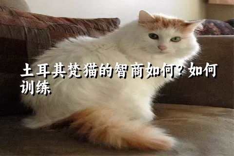 土耳其梵猫的智商如何？如何训练