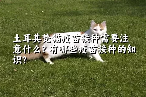 土耳其梵猫疫苗接种需要注意什么？有哪些疫苗接种的知识？