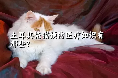 土耳其梵猫预防医疗知识有那些？