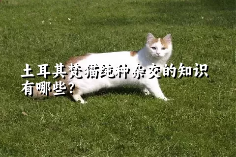 土耳其梵猫纯种杂交的知识有哪些？ 