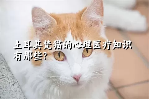 土耳其梵猫的心理医疗知识有那些？