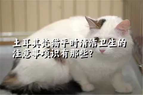 土耳其梵猫平时清洁卫生的注意事项识有那些？ 